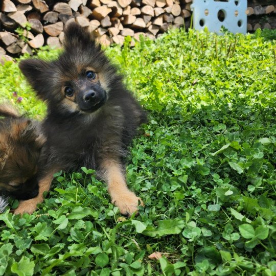 chiot Spitz allemand A Élevage du Royaume des P'tits Loups  
