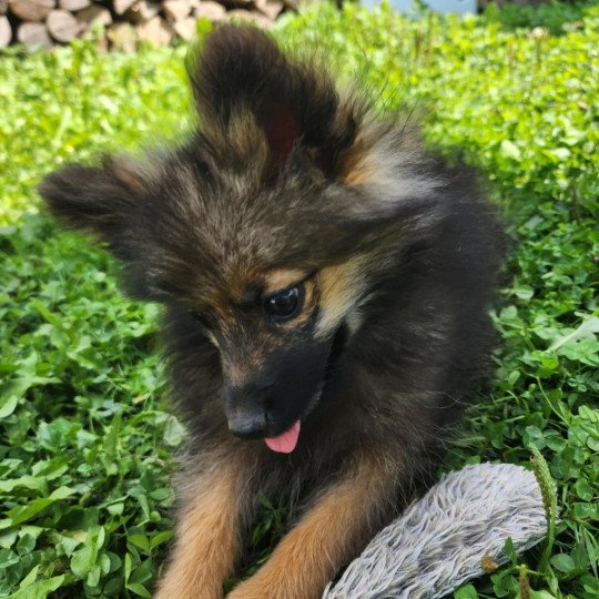 chiot Spitz allemand A Élevage du Royaume des P'tits Loups  