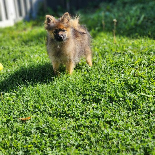 chiot Spitz allemand A Élevage du Royaume des P'tits Loups  