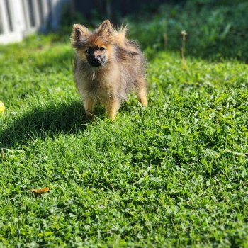 A Mâle Spitz allemand