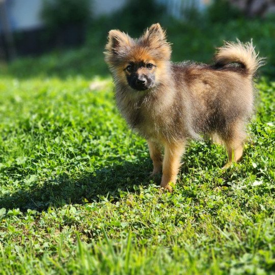 chiot Spitz allemand A Élevage du Royaume des P'tits Loups  