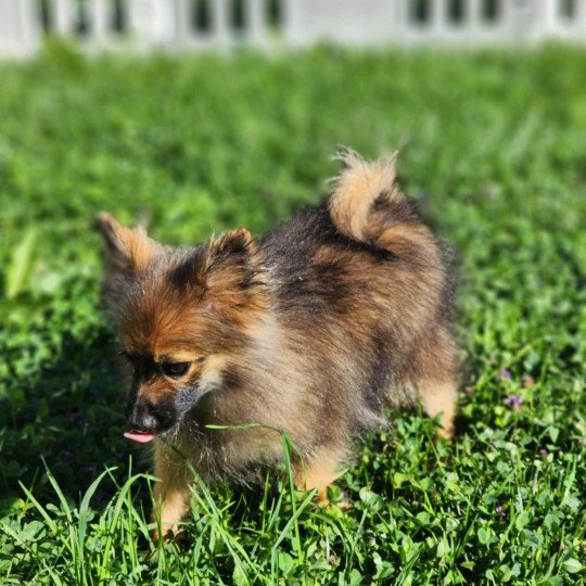 chiot Spitz allemand A Élevage du Royaume des P'tits Loups  