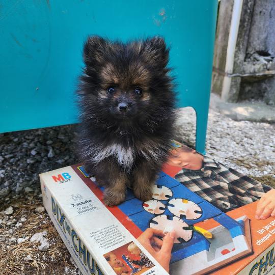 chiot Spitz allemand charbonnee B Élevage du Royaume des P'tits Loups  