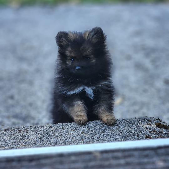 chiot Spitz allemand charbonnee B Élevage du Royaume des P'tits Loups  
