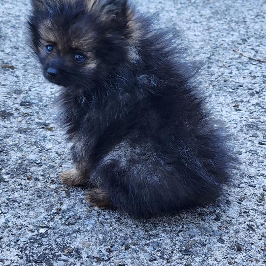 chiot Spitz allemand charbonnee B Élevage du Royaume des P'tits Loups  