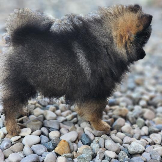 chiot Spitz allemand charbonnee Titou Élevage du Royaume des P'tits Loups  