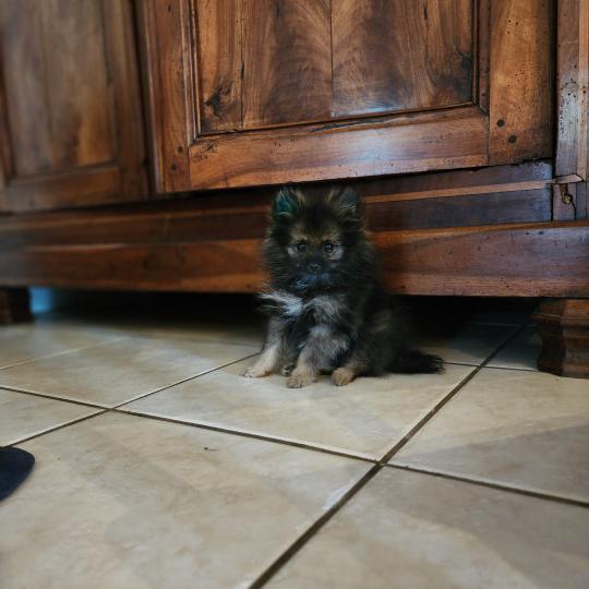 chiot Spitz allemand charbonnee Titou Élevage du Royaume des P'tits Loups  