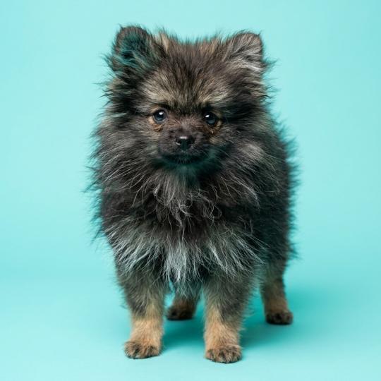 chiot Spitz allemand charbonnee Titou Élevage du Royaume des P'tits Loups  