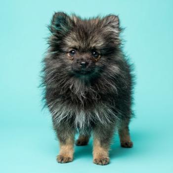 Titou Mâle Spitz allemand
