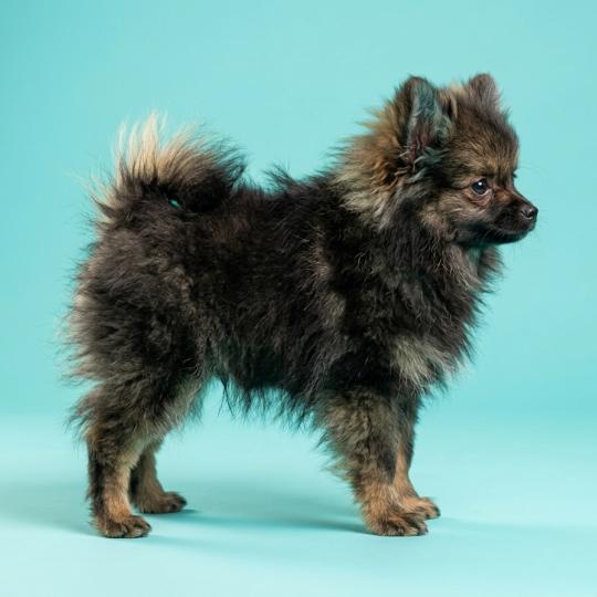 chiot Spitz allemand charbonnee Titou Élevage du Royaume des P'tits Loups  
