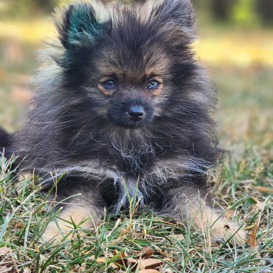 chiot Spitz allemand charbonnee Titou Élevage du Royaume des P'tits Loups  