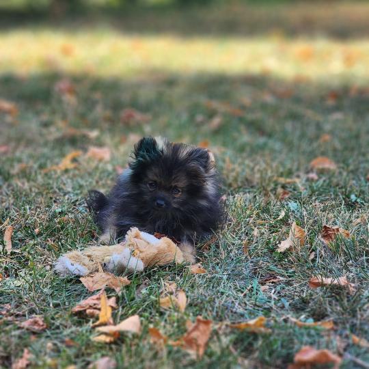 chiot Spitz allemand charbonnee Titou Élevage du Royaume des P'tits Loups  