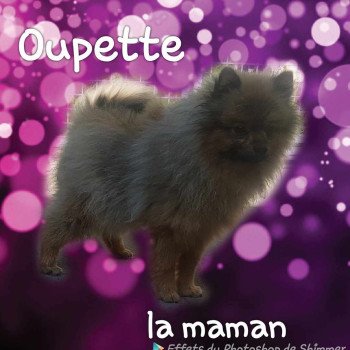 Oupette (Ancoride) Femelle Spitz allemand