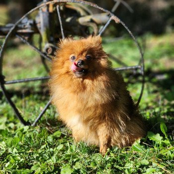 Sisca (ancoride) Femelle Spitz allemand