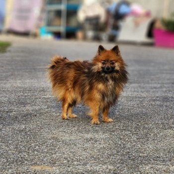 Thais Dit Tagada (ancoride) Femelle Spitz allemand