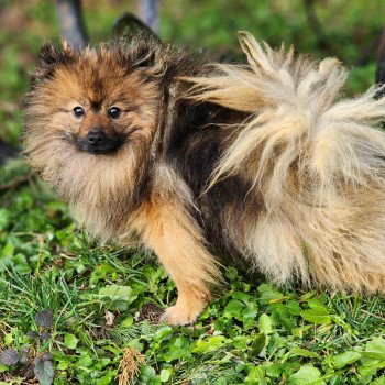 Tootsy (ancoride) Mâle Spitz allemand