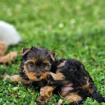A (réserver Mireille) Femelle Yorkshire terrier