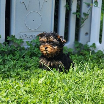 A Femelle Yorkshire terrier