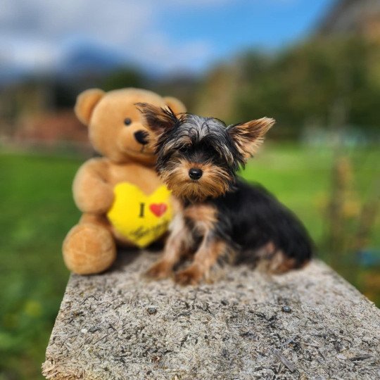 A Femelle Yorkshire terrier