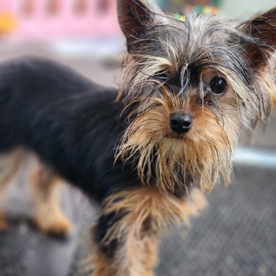chiot Yorkshire terrier A Élevage du Royaume des P'tits Loups  