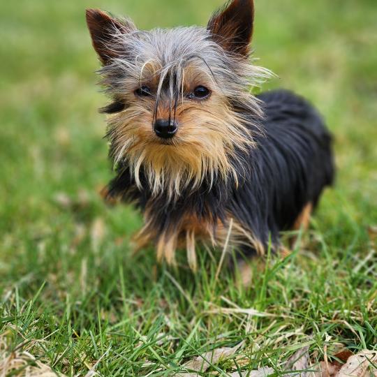 chiot Yorkshire terrier A Élevage du Royaume des P'tits Loups  