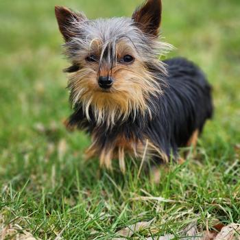 A Femelle Yorkshire terrier