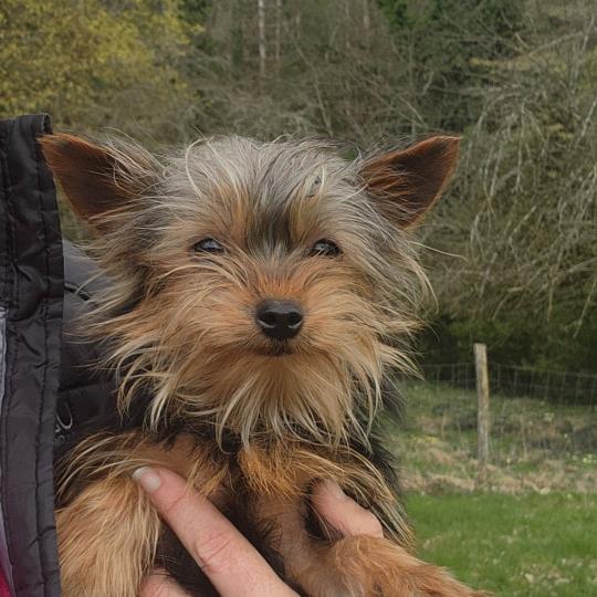 chiot Yorkshire terrier A Élevage du Royaume des P'tits Loups  