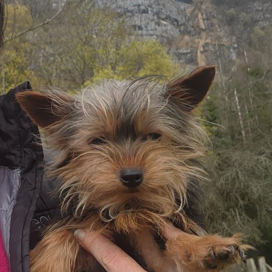 chiot Yorkshire terrier A Élevage du Royaume des P'tits Loups  