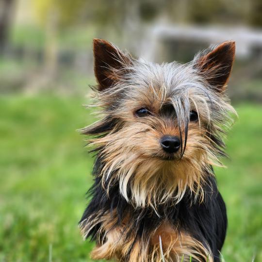 chiot Yorkshire terrier A Élevage du Royaume des P'tits Loups  
