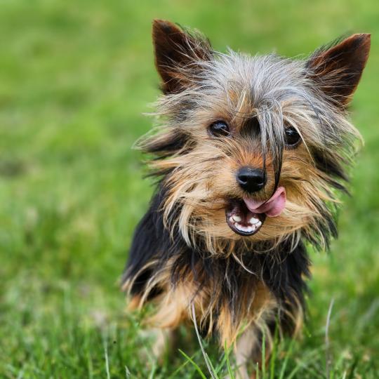 chiot Yorkshire terrier A Élevage du Royaume des P'tits Loups  