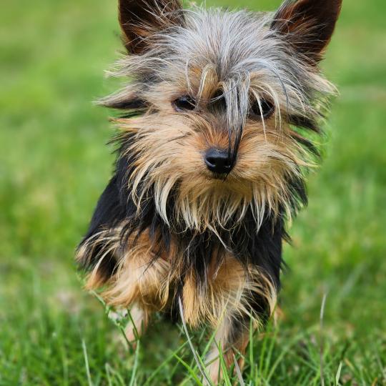 chiot Yorkshire terrier A Élevage du Royaume des P'tits Loups  