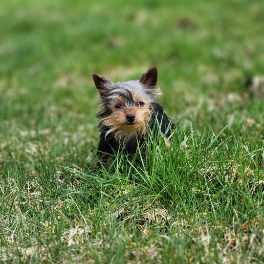 chiot Yorkshire terrier A Élevage du Royaume des P'tits Loups  