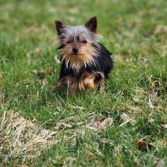 chiot Yorkshire terrier A Élevage du Royaume des P'tits Loups  