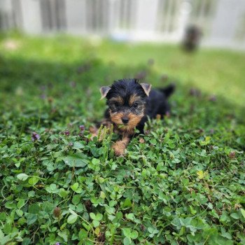 A Mâle Yorkshire terrier