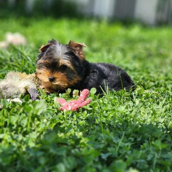 A Mâle Yorkshire terrier