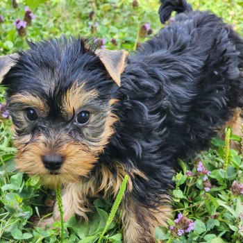 A Femelle Yorkshire terrier