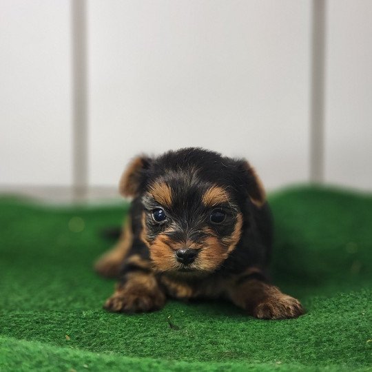 chiot Yorkshire terrier A Élevage du Royaume des P'tits Loups  