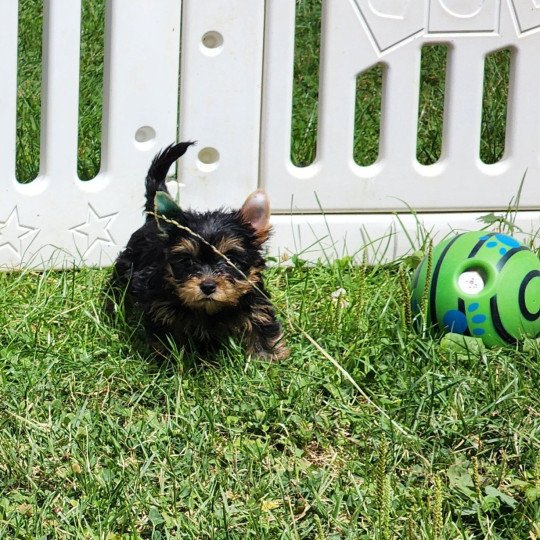 chiot Yorkshire terrier A Élevage du Royaume des P'tits Loups  