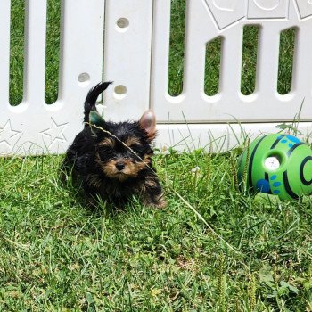 A Femelle Yorkshire terrier