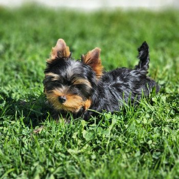 A Femelle Yorkshire terrier