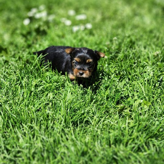 chiot Yorkshire terrier A Élevage du Royaume des P'tits Loups  