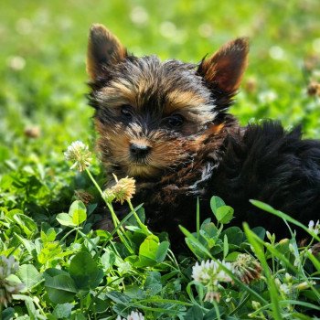 A Femelle Yorkshire terrier