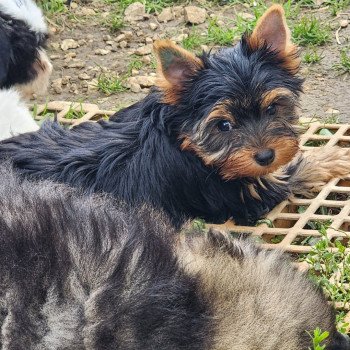 A Femelle Yorkshire terrier