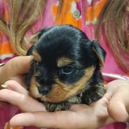 chiot Yorkshire terrier blue tan B Élevage du Royaume des P'tits Loups  