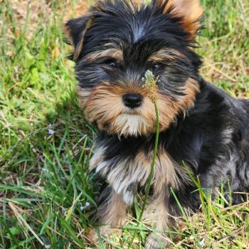 Benji (Ancoride) Mâle Yorkshire terrier