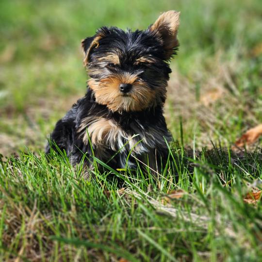 chiot Yorkshire terrier blue tan Benji (Ancoride) Élevage du Royaume des P'tits Loups  