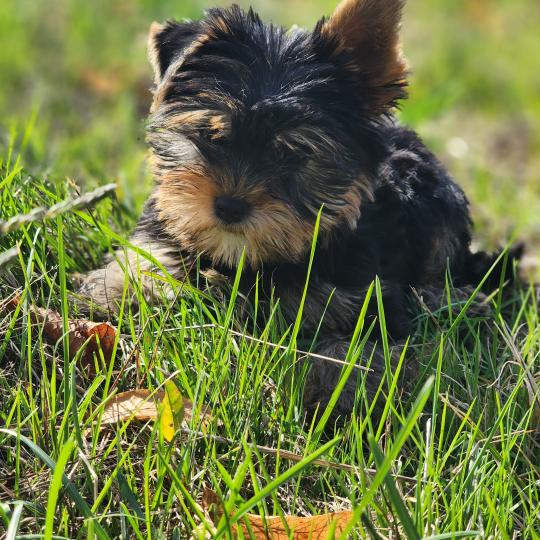 chiot Yorkshire terrier blue tan Benji (Ancoride) Élevage du Royaume des P'tits Loups  