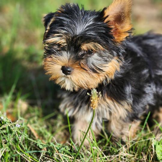 chiot Yorkshire terrier blue tan Benji (Ancoride) Élevage du Royaume des P'tits Loups  