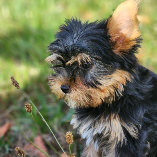 chiot Yorkshire terrier blue tan Benji (Ancoride) Élevage du Royaume des P'tits Loups  