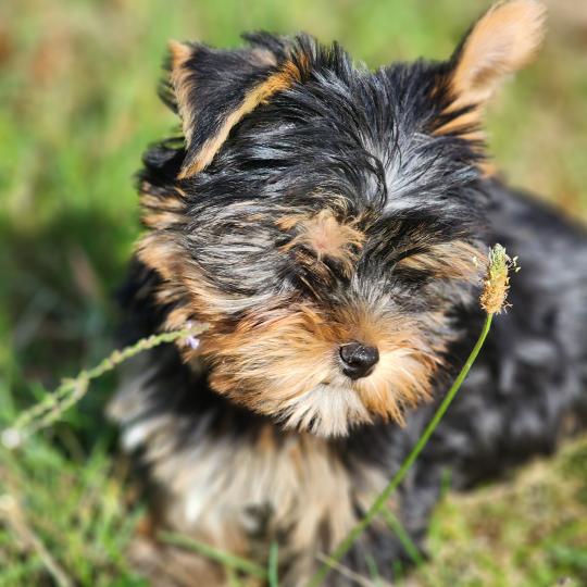 chiot Yorkshire terrier blue tan Benji (Ancoride) Élevage du Royaume des P'tits Loups  